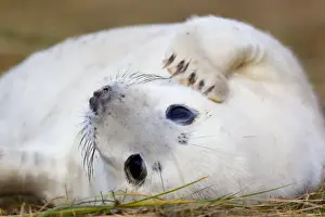 Seals Prints: Grey Seal - Pup - Donna nook - Lincolnshire - UK
