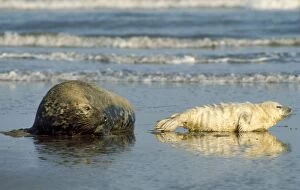 Images Dated 20th September 2006: Grey Seal - with pup Lincolnshire, UK