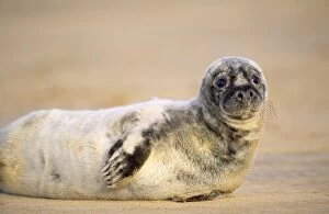 Images Dated 20th September 2006: Grey Seal - pup Lincolnshire, UK