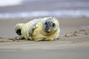 Grey Seal - pup lying on beach