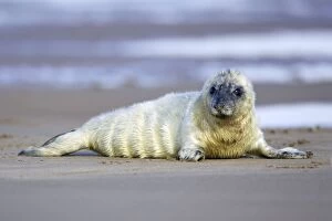Images Dated 4th November 2006: Grey Seal - pup lying on beach Donna Nook seal sanctuary, Lincolnshire, UK