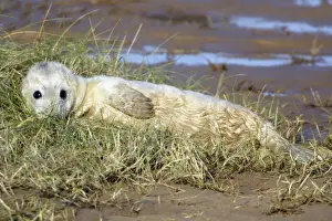Grey Seal - pup lying on beach. Donna Nook seal sanctuary, Lincolnshire, UK