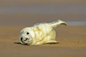 Child Prints: Grey Seal pup lying on sand bank stretching it's fin Donna Nook