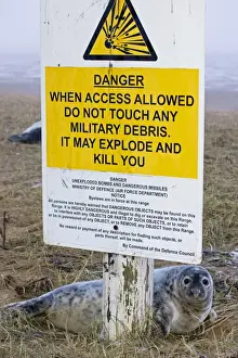 Human Encroachment Prints: Grey Seal - pup on RAF bombing range used as a pupping area for seals - by sign warning of danger - UK
