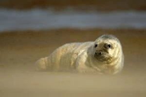Grey Seal - pup resting on sand bank during sandstorm