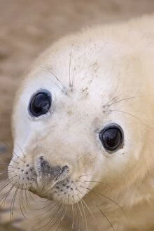 Images Dated 27th November 2008: Grey Seal - pup - UK