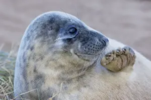 Seal Prints: Grey Seal - pup - UK