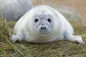 Grey Seal - pup - UK