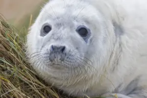 Grey Seal - pup - UK