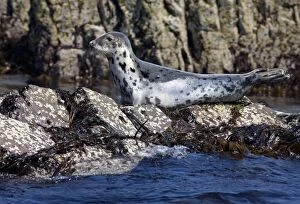 Grey Seal - resting on rocks - June