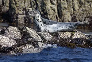 Basking Prints: Grey Seal - resting on rocks - June - Northumberland - England