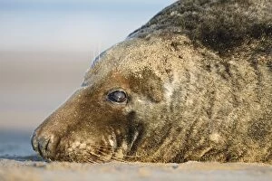 Images Dated 19th November 2005: Grey Seal - resting on sandy beach - Donna Nook - Lincolnshire - UK