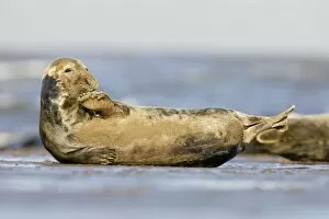 Grey Seal - resting on sandy beach scratching chin