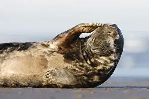 Seals Prints: Grey Seal - resting on sandy beach scratching head - Donna Nook - Lincolnshire - UK