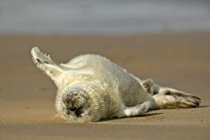 Grey Seal - sleeping pup on sand bank lying on its back