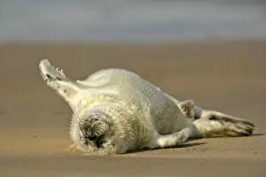 Army Prints: Grey Seal sleeping pup on sand bank lying on it's back Donna Nook