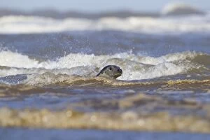 Images Dated 29th September 2013: Grey Seal - swimming in the ocean amongst waves - September
