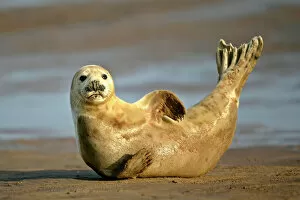 Seals Collection: Grey Seal young resting on beach stretching it's body Donna Nook, Lincolnshire Coast, England, UK