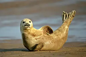 Child Prints: Grey Seal young resting on beach stretching it's body Donna Nook