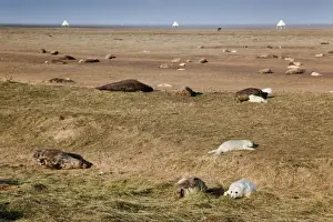 Grey Seals - adults with pups - Donna nook - Lincolnshire - UK
