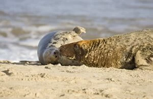 Images Dated 3rd December 2004: Grey Seals - bull making advances to cow Waxham beach Norfolk UK