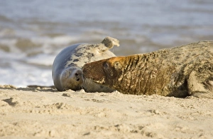 Images Dated 3rd December 2004: Grey Seals - bull making advances to cow Waxham beach Norfolk UK
