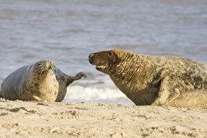 Images Dated 3rd December 2004: Grey Seals - cow rejecting advances of bull Waxham beach Norfolk UK