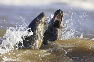 Images Dated 19th November 2005: Grey Seals - frolicking in the surf