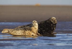 Images Dated 29th September 2013: Grey Seals - juvenile and a young bull enjoying