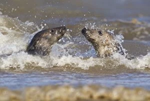 Grey Seals - playing in the surf