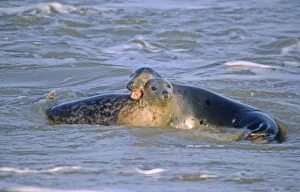 Images Dated 2nd November 2006: Grey Seals Playing in Surf Norfolk UK