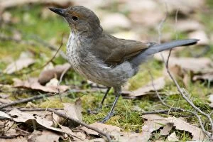 Images Dated 8th February 2006: Grey Shrike-thrush - On ground Juvenile from Hellyer Gorge State Reserve, Tasmania