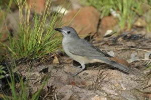 Images Dated 2nd May 2003: Grey Shrike-thrush Male King's Canyon Northern Territory, Australia