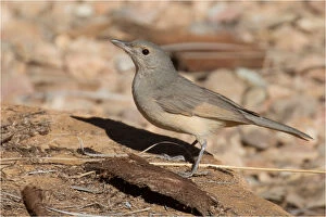 Grey Shrikethrush - Standing on a rock - At Olive