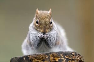 Images Dated 3rd February 2013: Grey Squirrel