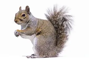 Grey Squirrel