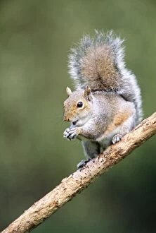 Images Dated 27th September 2005: Grey Squirrel