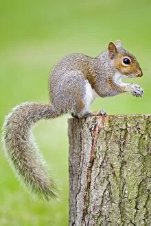 Tree Stumps Gallery: Grey Squirrel