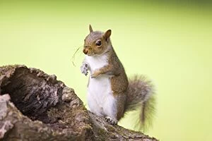 Grey Squirrel - with blade of grass on its nose