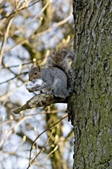 Images Dated 25th March 2012: Grey Squirrel - on branch with metal pie container