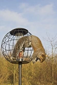 Images Dated 9th February 2011: Grey Squirrel - caught in squirrel proof bird feeder - Bedfordshire uk 12574