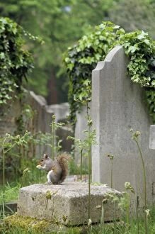 Images Dated 3rd April 2007: Grey Squirrel - in cemetry UK