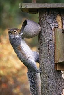 Images Dated 26th October 2004: Grey Squirrel On coconut, UK