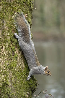 Grey Squirrel - Comong Down a Tree - Cornwall - UK