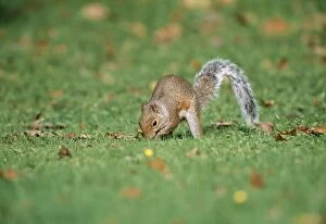 Grey Squirrel - digging lawn