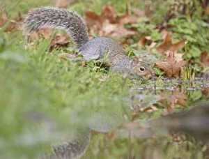 Images Dated 8th November 2009: Grey Squirrel - drinking