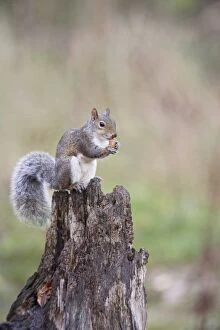 Grey Squirrel - eating acorn
