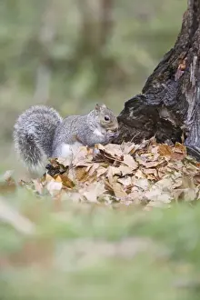 Acorns Prints: Grey Squirrel - eating acorn - Bedfordshire UK 007783