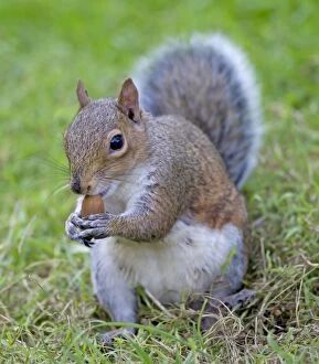 Grey Squirrel - eating acorn - September