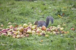 Grey Squirrel eating apples